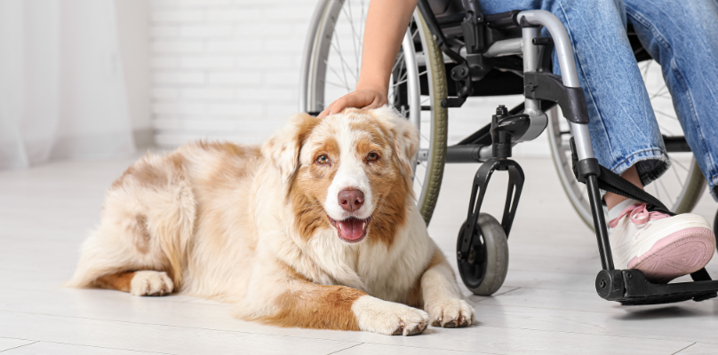 Boarding Service Animals